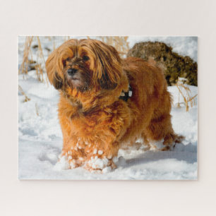 Tibetaanse Terrier Hond Legpuzzels. Legpuzzel