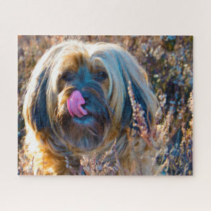 Tibetaanse Terrier Hond Legpuzzels. Legpuzzel