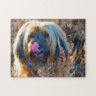 Tibetaanse Terrier Hond Legpuzzels. Legpuzzel