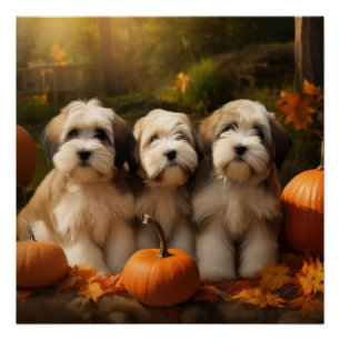Tibetaanse Terriër Puppy Herfst Delight Pompoen Perfect Poster