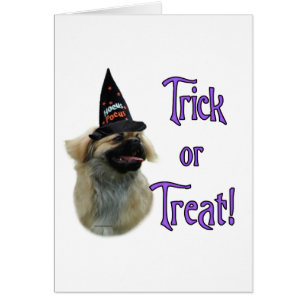 Tibétain Spaniel Trick