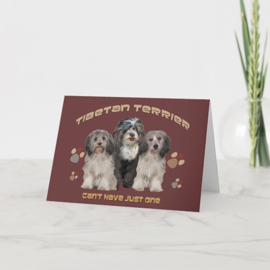 Tibétain Terrier Toutes les occasions Carte de voe (Devant)