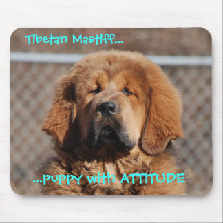 Tibetan Mastiff Attitude Muismat