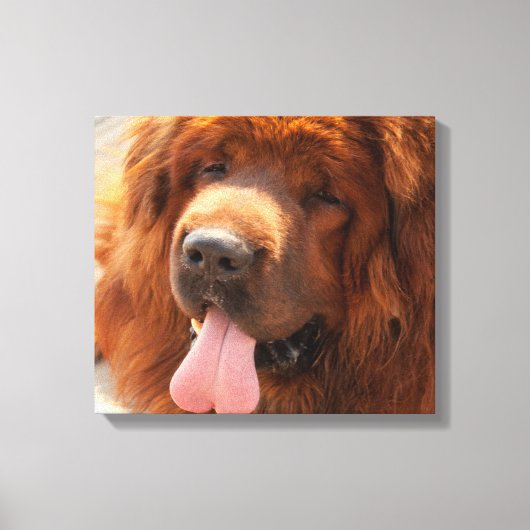 Tibetan Mastiff Canvas Afdruk (Voorkant)
