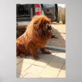 Tibetan Mastiff pup Poster (Voorkant)