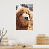 Tibetan Mastiff pup Poster (Keuken)