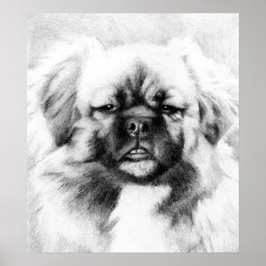 Tibetan Spaniel Dog Potrait Poster (Voorkant)