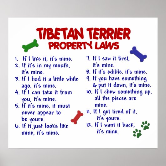 TIBETAN TERRIER PL2 POSTER (Voorkant)
