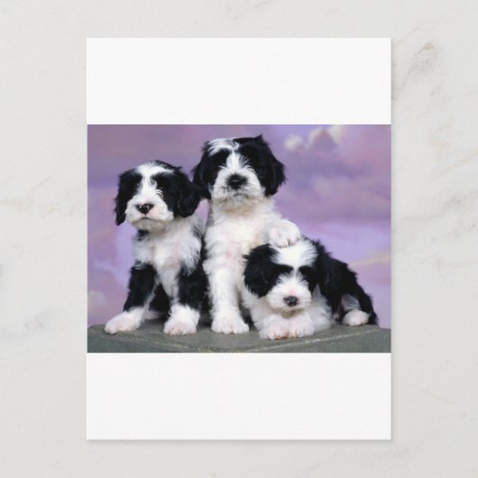 Tibeter n dooders briefkaart (Voorkant)