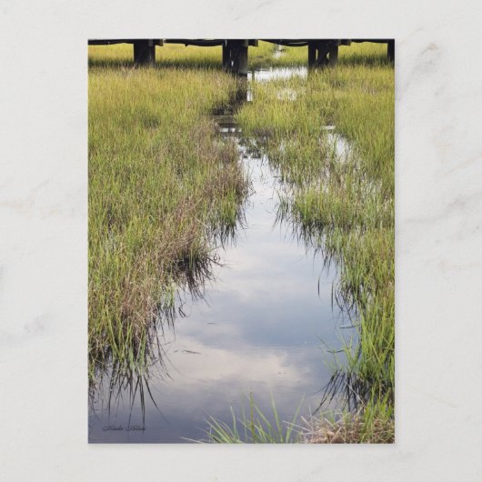 Tidal Creek Briefkaart (Voorkant)