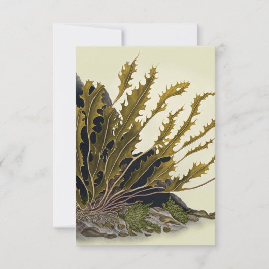 Tidal Fronds Kaart (Voorkant)