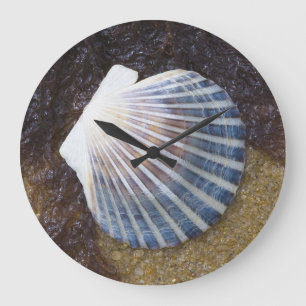 Tidal Pool Grote Klok