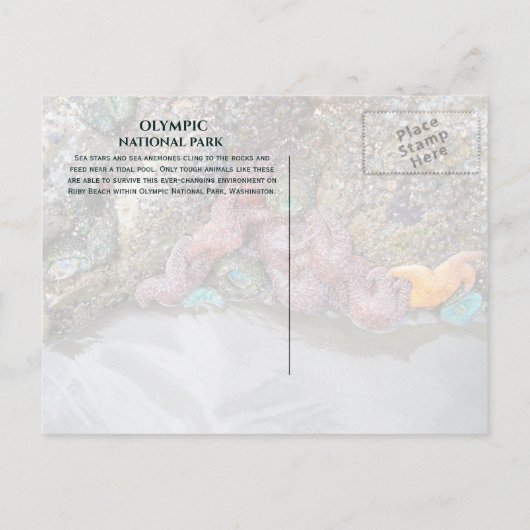 Tidal Pool, Ruby Beach, Nationaal Park van de Olym Briefkaart (Achterkant)