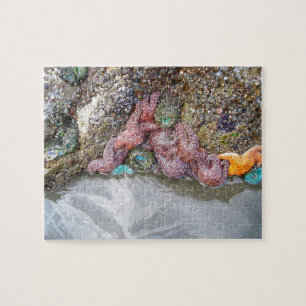 Tidal Pool, Ruby Beach, Nationaal Park van de Olym Legpuzzel