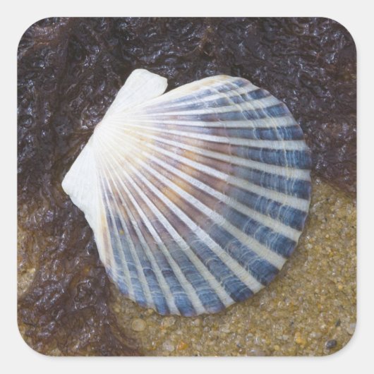 Tidal Pool Vierkante Sticker (Voorkant)