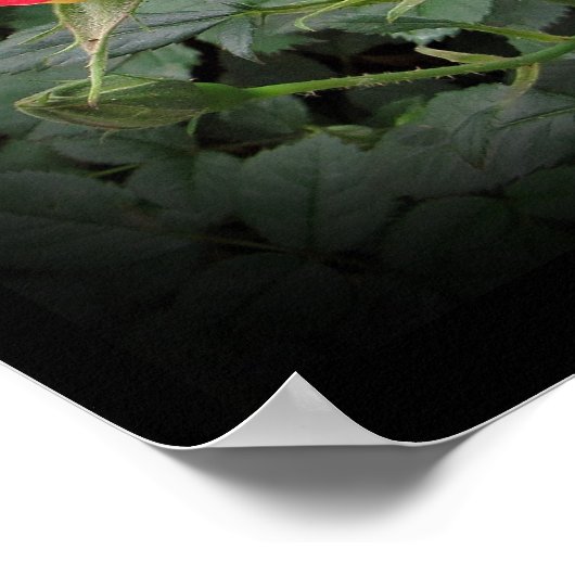 Tiddly Winks Miniatuur Roos Muurkunst van Stan VG Poster (Hoek)