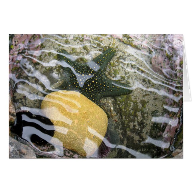 Tidepool (Voorkant Horizontaal)