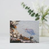 Tidepool at Sand Beach Briefkaart (Staand voorkant)