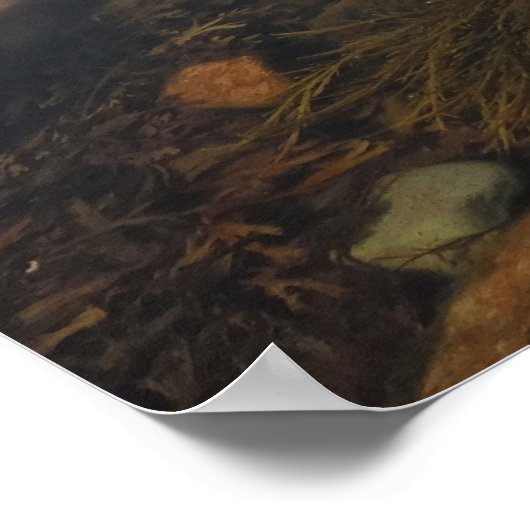 Tidepool in Wonderland in het nationaal park Acadi Poster (Hoek)