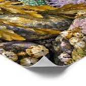 Tidepool Jewels Impression d'art (Coin)