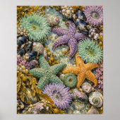 Tidepool Jewels Impression d'art (Devant)