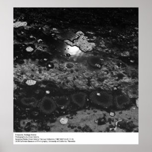 Tidepools, station Bodega door Ansel Adams Poster