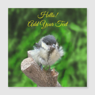Tidi mijn vogel de Parus Major