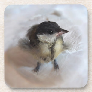 Tidi mijn vogel de Parus Major Bier Onderzetter