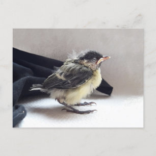 Tidi mijn vogel de Parus Major Briefkaart