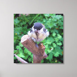 Tidi mijn vogel de Parus Major Canvas Afdruk