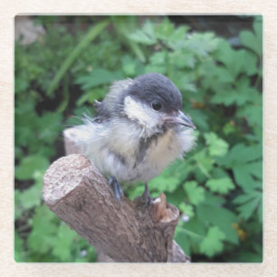 Tidi mijn vogel de Parus Major Glazen Onderzetter