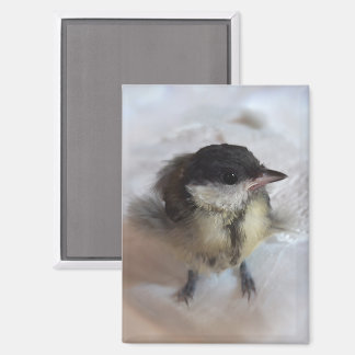Tidi mijn vogel de Parus Major Magneet