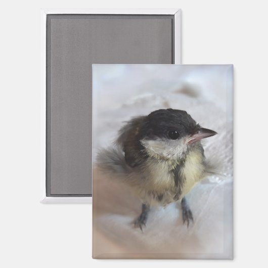 Tidi mijn vogel de Parus Major Magneet (Voorkant / Achterkant)