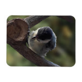 Tidi mijn vogel de Parus Major Magneet (Horizontaal)