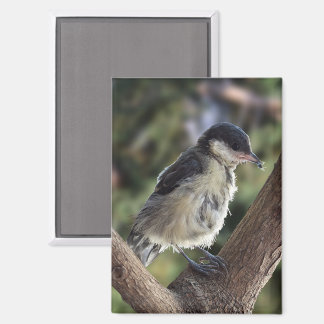 Tidi mijn vogel de Parus Major Magneet