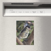 Tidi mijn vogel de Parus Major Magneet (Insitu (Vaatwasser))