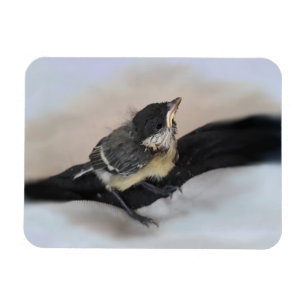 Tidi mijn vogel de Parus Major Magneet