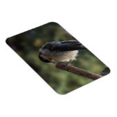 Tidi mijn vogel de Parus Major Magneet (Rechterzijde)