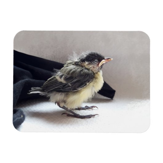 Tidi mijn vogel de Parus Major Magneet (Horizontaal)