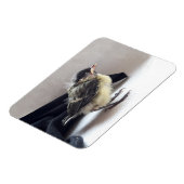 Tidi mijn vogel de Parus Major Magneet (Linkerzijde)