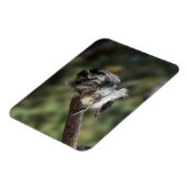 Tidi mijn vogel de Parus Major Magneet (Linkerzijde)