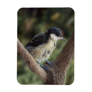Tidi mijn vogel de Parus Major Magneet