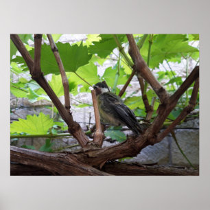 Tidi mijn vogel de Parus Major Poster