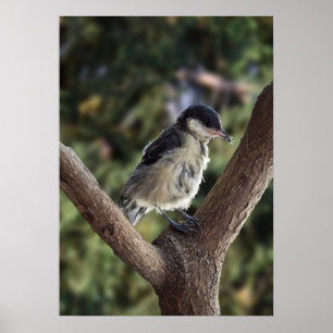 Tidi mijn vogel de Parus Major Poster