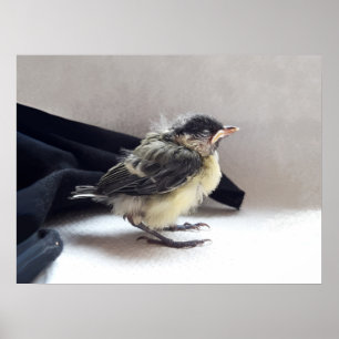 Tidi mijn vogel de Parus Major Poster