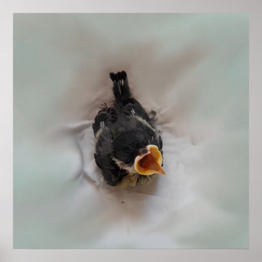 Tidi mijn vogel de Parus Major Poster (Voorkant)