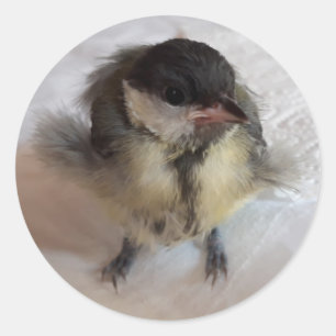 Tidi mijn vogel de Parus Major Ronde Sticker