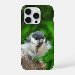 Tidi my Bird le Parus Major