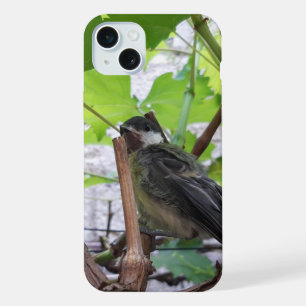 Tidi my Bird le Parus Major