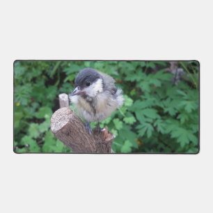 Tidi my Bird le Parus Major